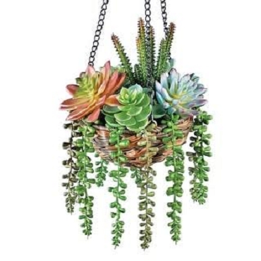 Assorted Cactus and Succulent Hanging Baskeets
